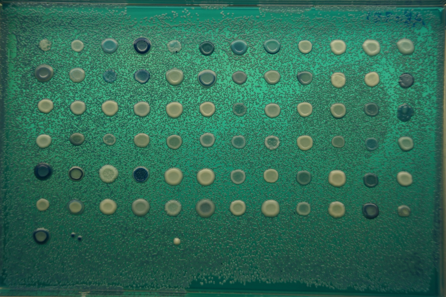 Raw microscope image before detection.