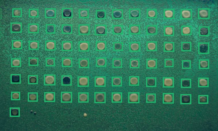 Detection result for killer yeast sample.
